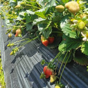 Acolchados Agrícolas