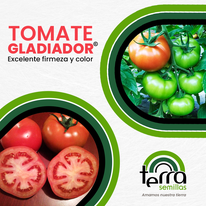 TOMATE GLADIADOR